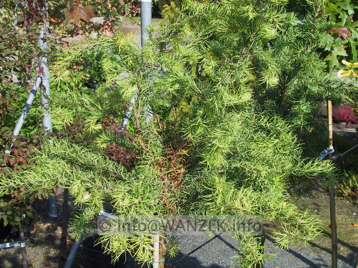 Larix kaempferi Diana jung Ha.JPG